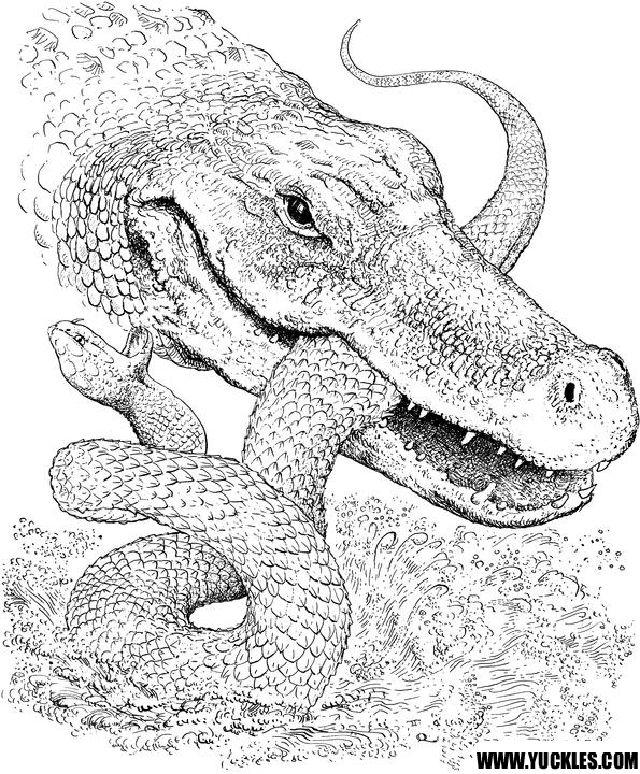 Alligator Pictures to Color and Print
