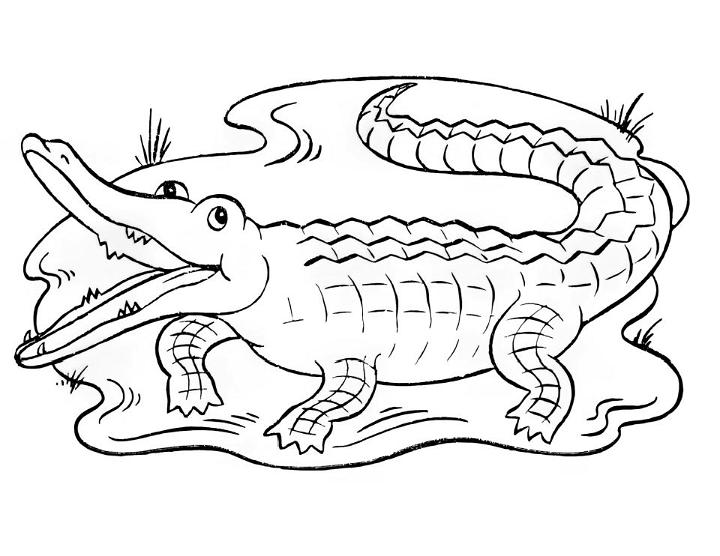 Alligator Coloring Pages PDF