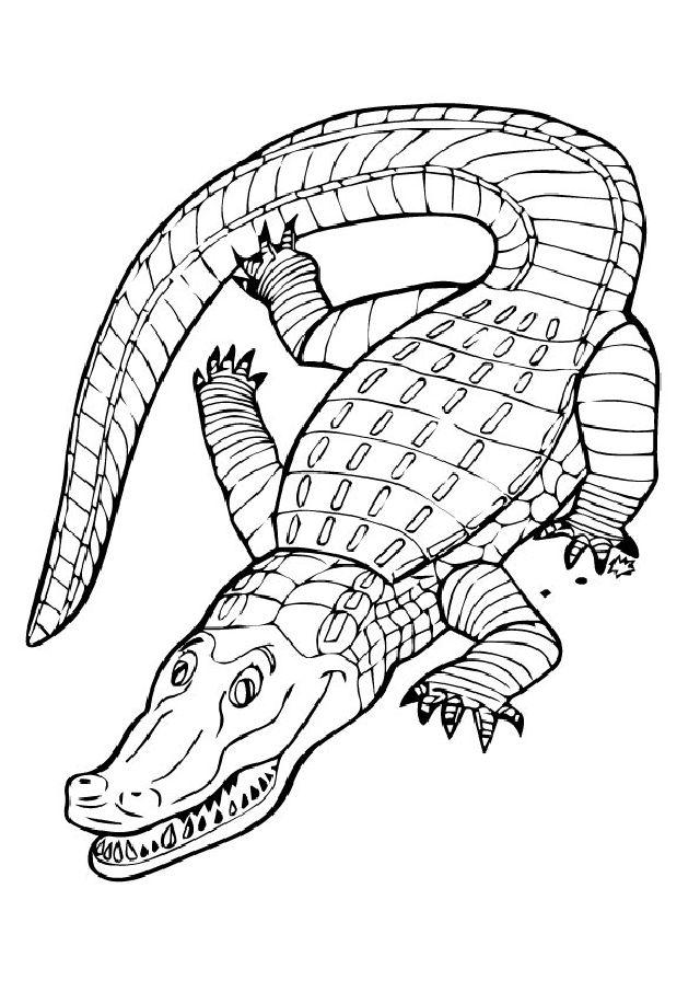 Alligator Coloring Pages for Toddlers