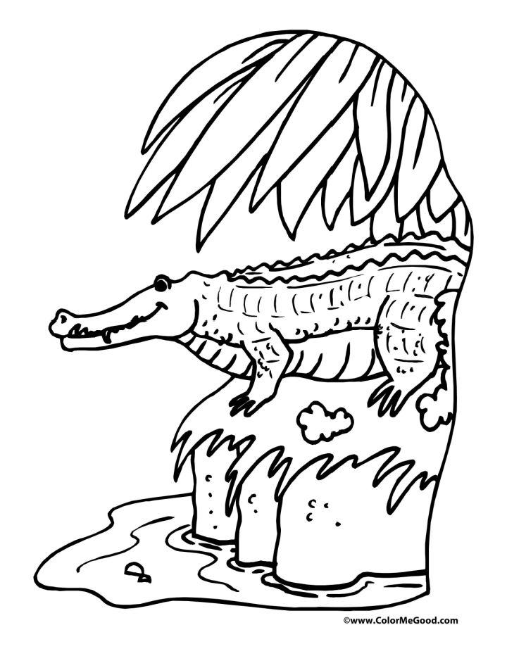 Alligator Coloring Pages to Print