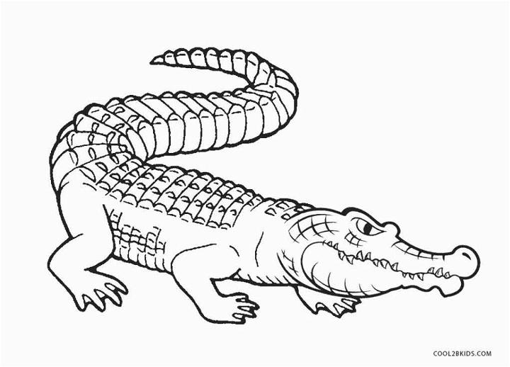 Coloring Pages of Alligator 