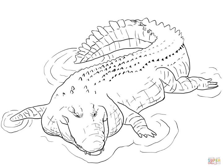 Alligator Coloring Pages for Kindergartens