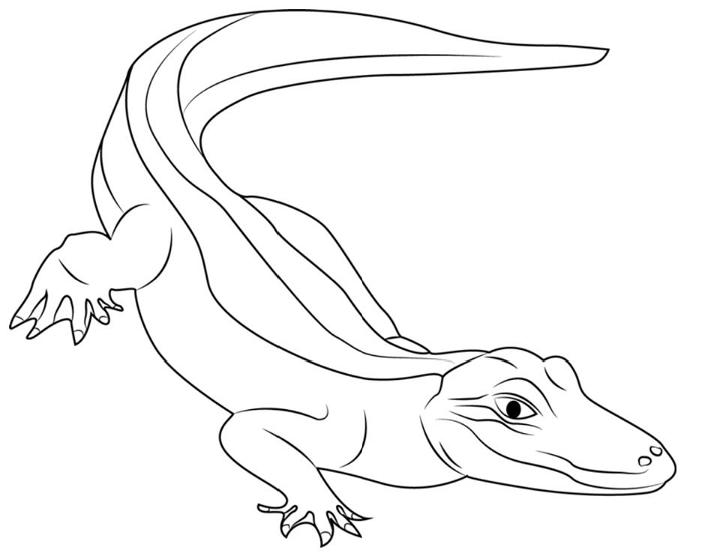 American Alligator Coloring Pages