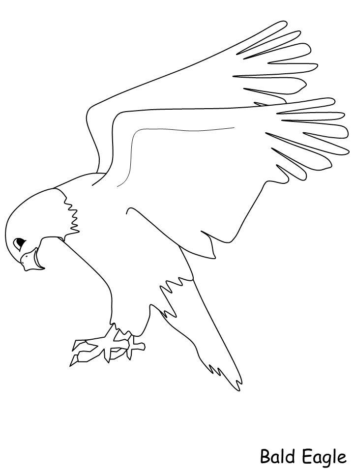 Bald Eagle Coloring Pages Printable