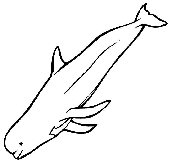 Beaked Whale Picture to Color