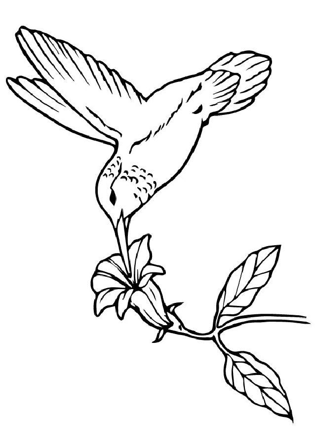 Beautiful Hummingbird Coloring Page