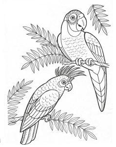 25 Free Parrot Coloring Pages for Kids and Adults