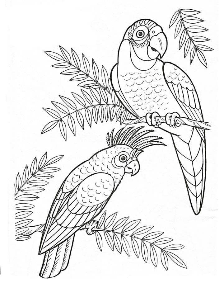 Beautiful Parrot Coloring Sheets