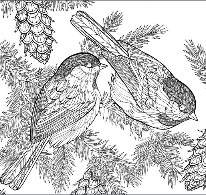 Bird Coloring Pages to Download