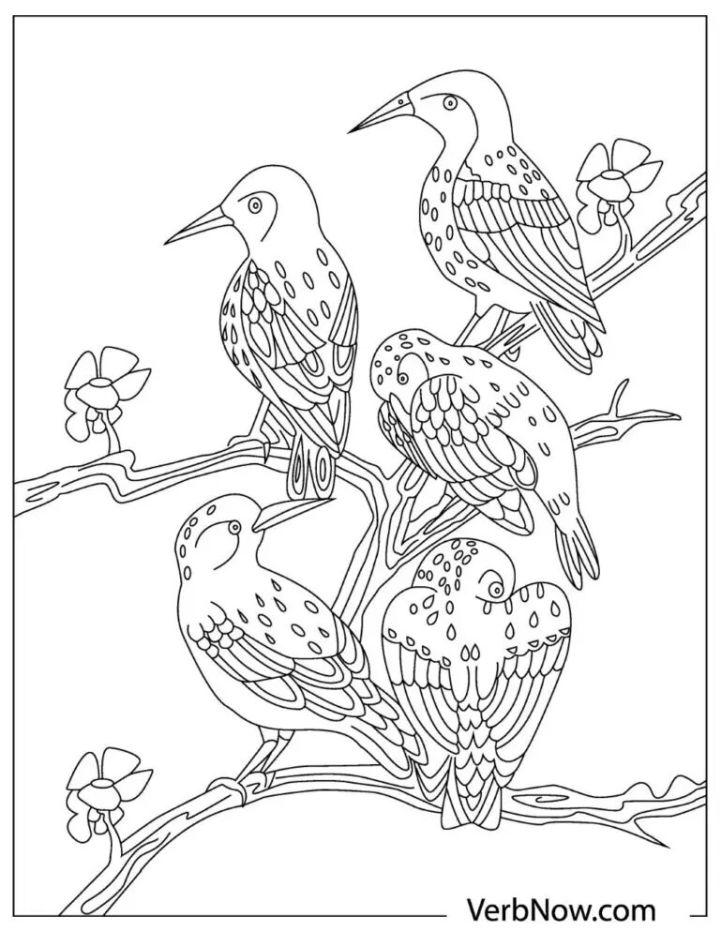 Bird Coloring Tracer Pages and Posters