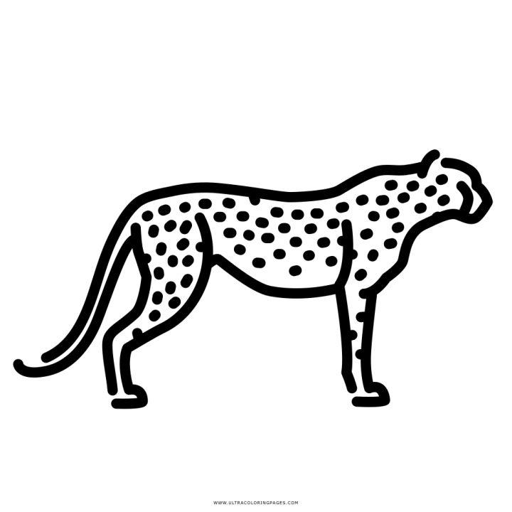 Cheetah Coloring Pages Tracer Pages and Posters