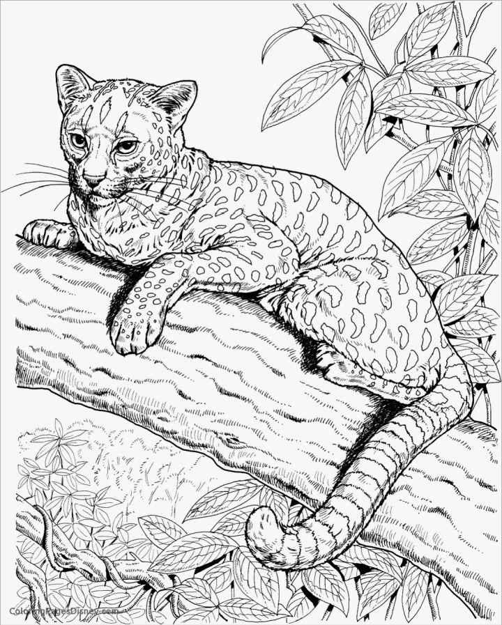 Cheetah Coloring Pages and Activities