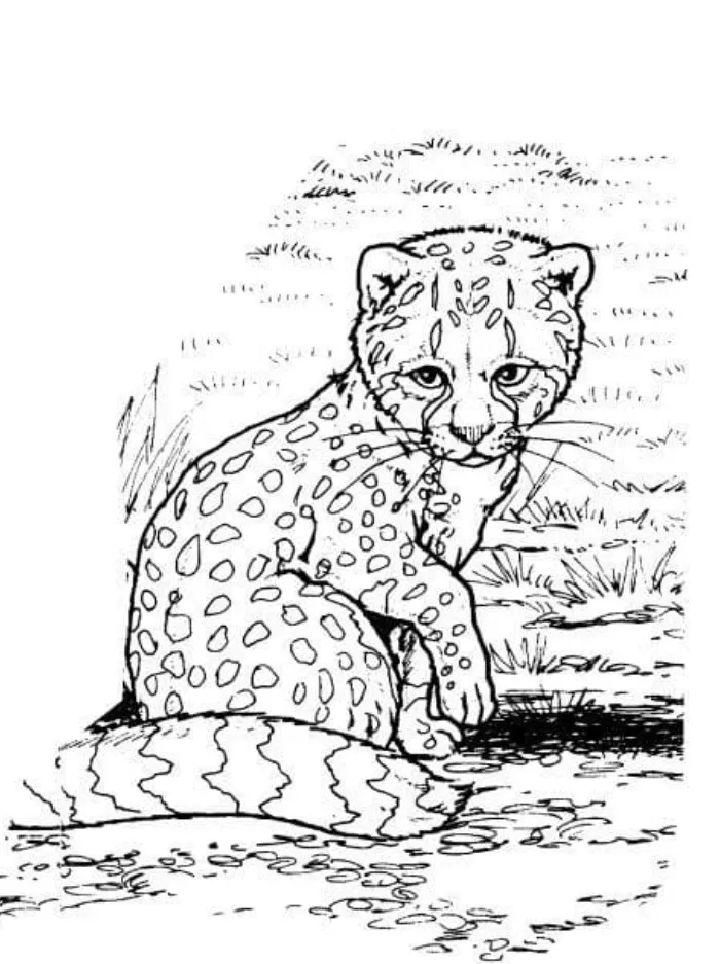 Cheetah Coloring Pages for Little Ones