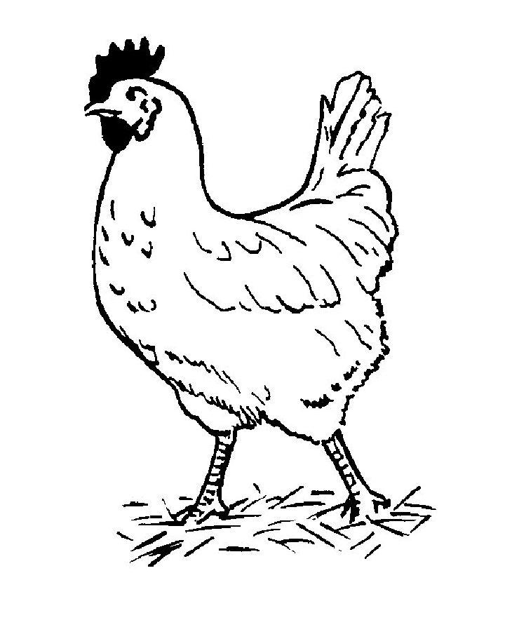 Chicken Coloring Book Pages