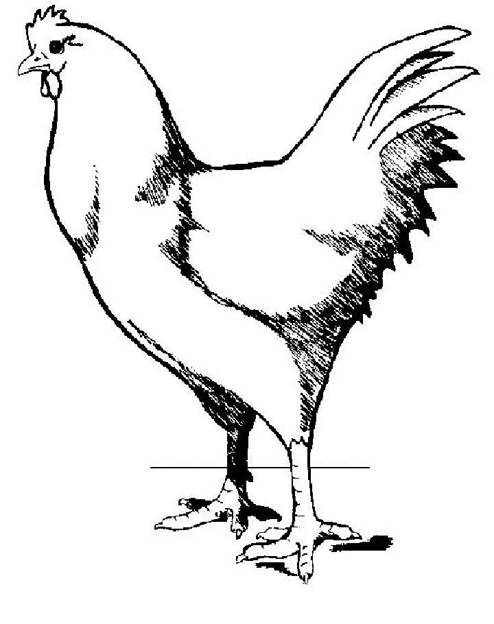 Chicken Pictures to Color