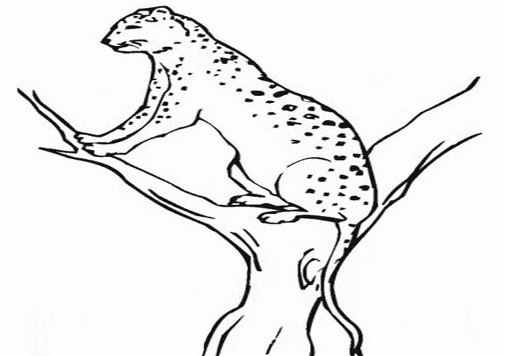 Coloring Pages of Cheetahs