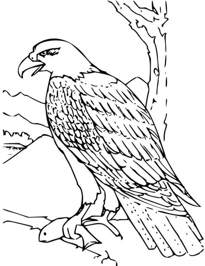 Coloring Pages of Eagle
