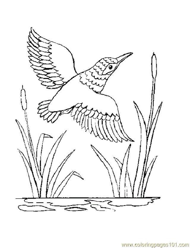 Coloring Pages of Hummingbird