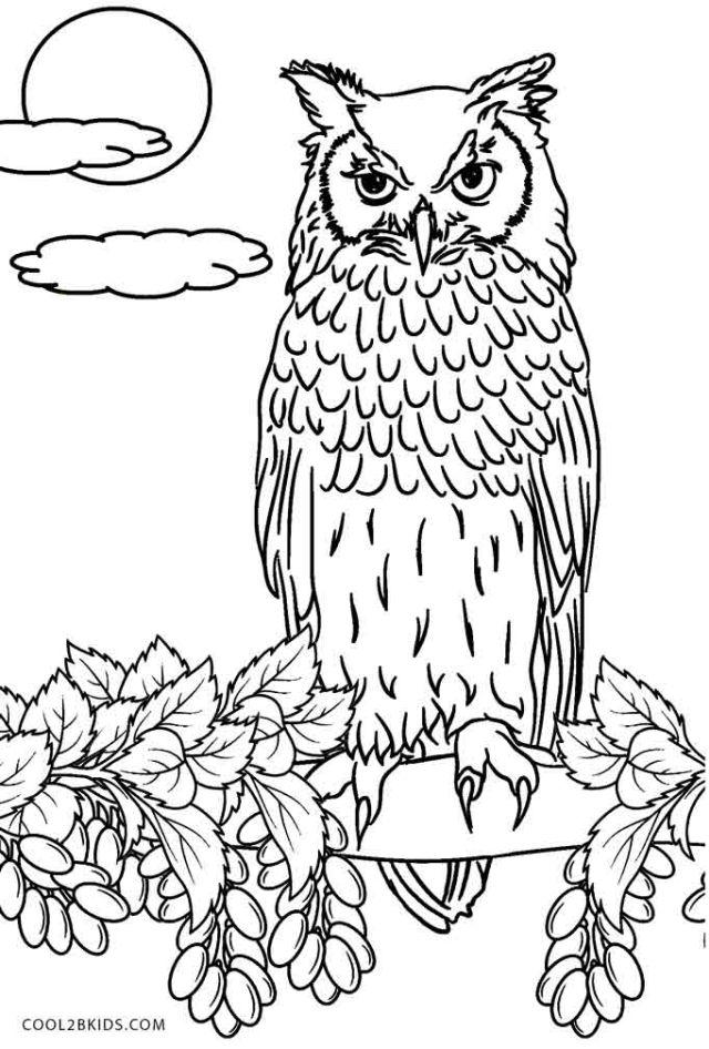 Coloring Pages of Owl