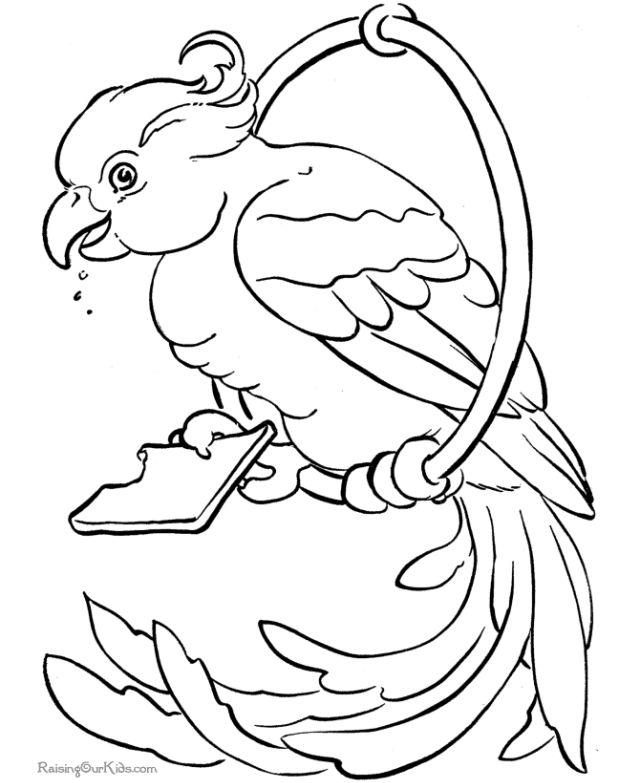 Coloring Pages of Parrot