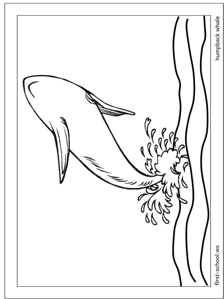 Coloring Pages of Whales