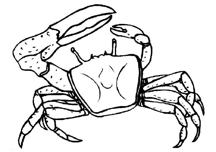 Crab Coloring Pages, Tracer Pages, and Posters