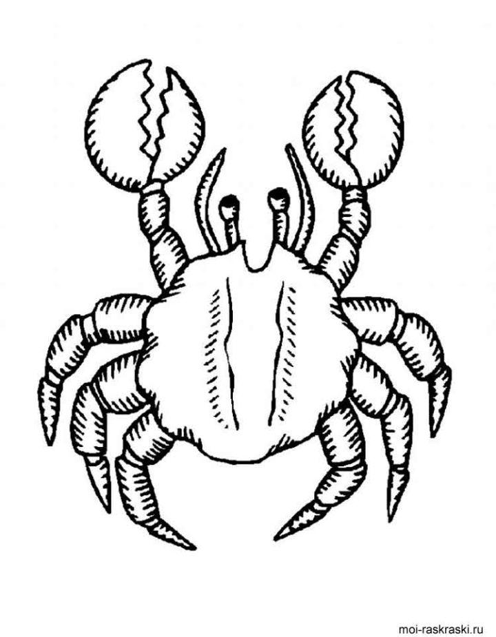 Crab Coloring Pages and Printables