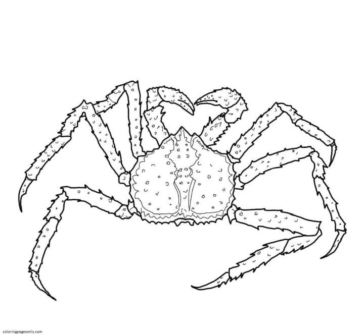 Crabs Pictures to Color and Print