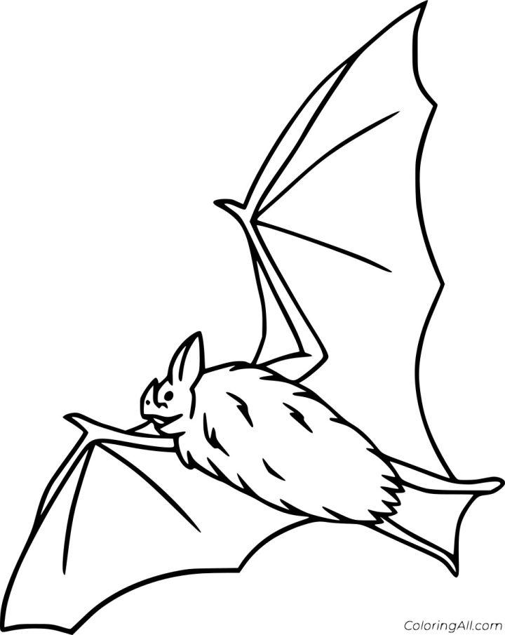 Cute Bat Pictures to Color