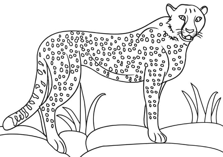 Cute Cheetah Coloring Pages to Print