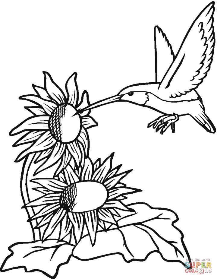 Cute Humming Bird Coloring Pages