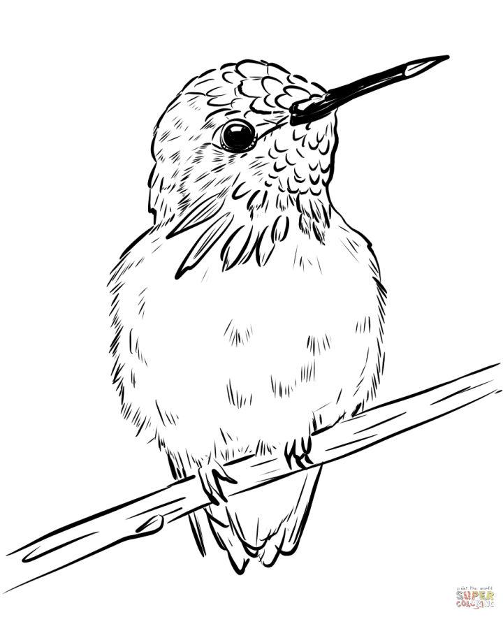 Cute Hummingbird Coloring Pages