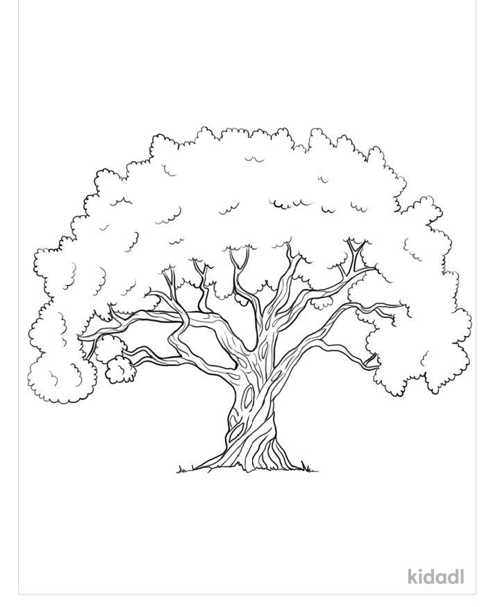 Cute Olive Tree Coloring Pages