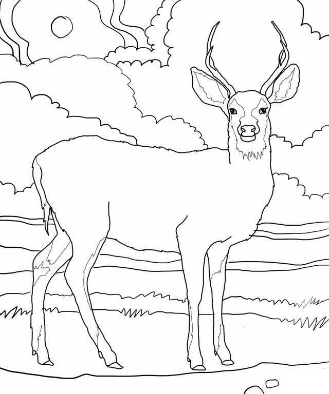 Deer Coloring Book Pages