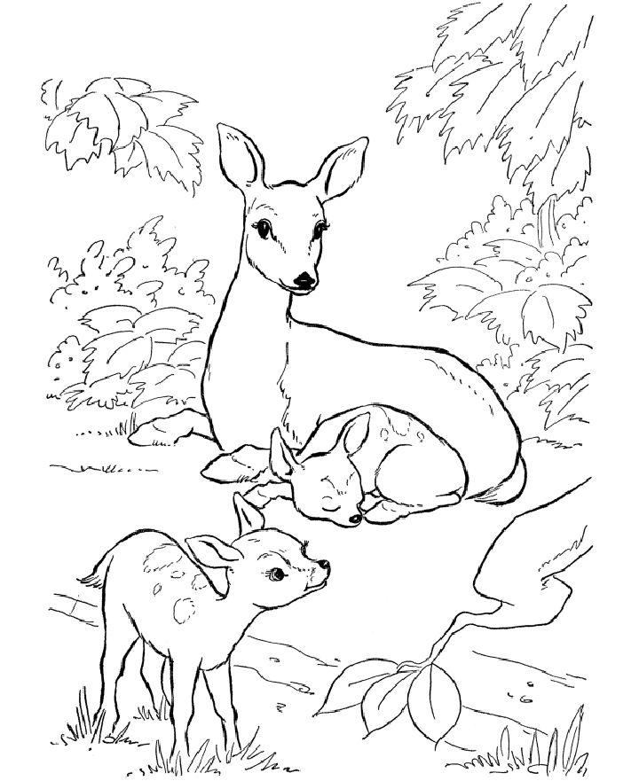 Deer Coloring Pages, Tracer Pages, and Posters