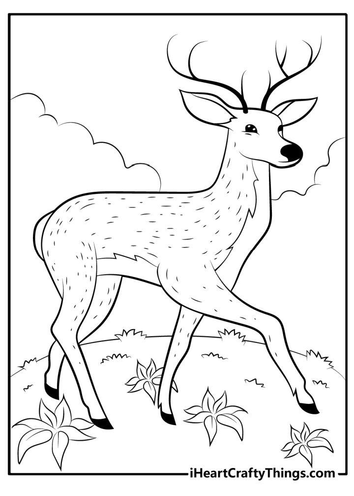 Deer Coloring Pages and Activities