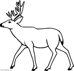 25 Free Printable Deer Coloring Pages for Kids - Blitsy