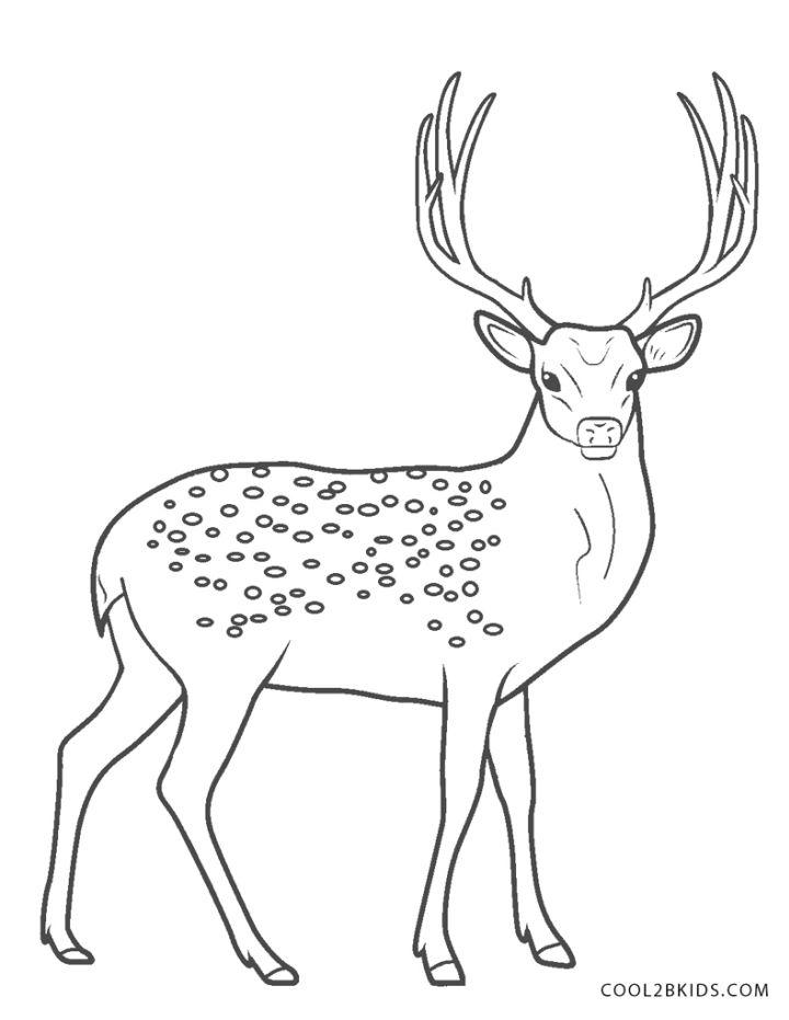 Deer Coloring Pages, Tracer Pages, and Posters