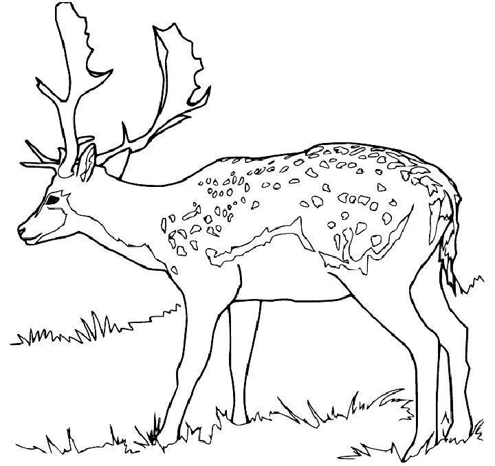 Deer Pictures to Color