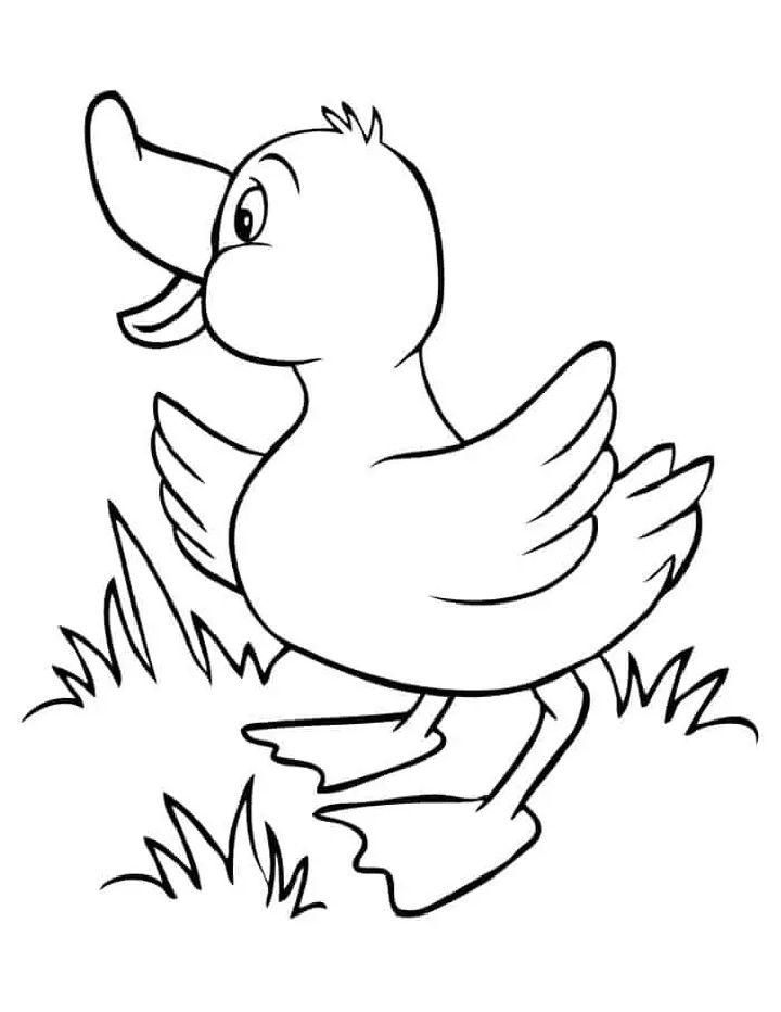 Duck Coloring Pages PDF to Download