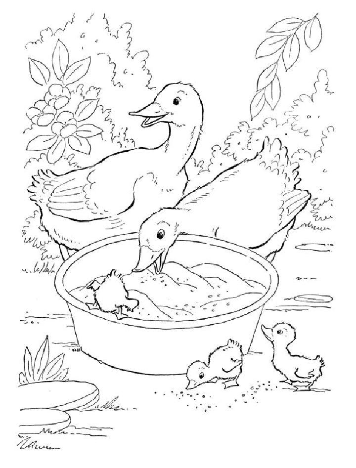 Duck Coloring Pages for Toddler