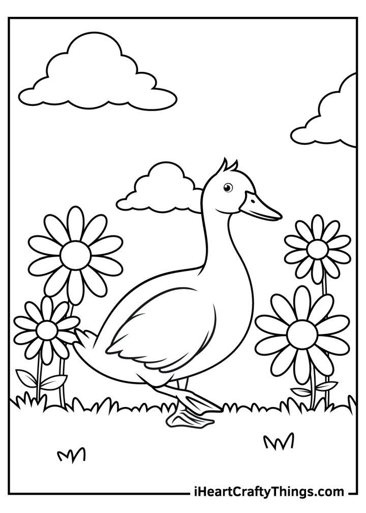 Duck Images for Colouring