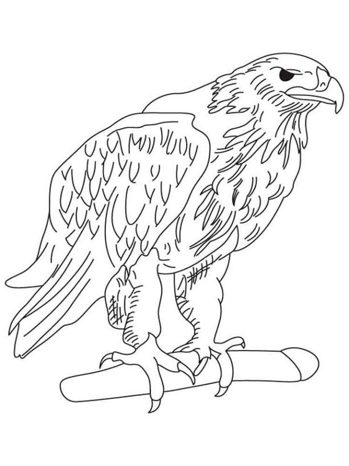 Eagle Coloring Book Pages