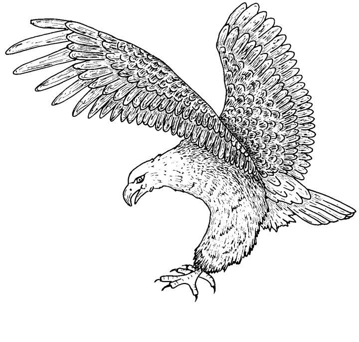Eagle Coloring Pages for Kids