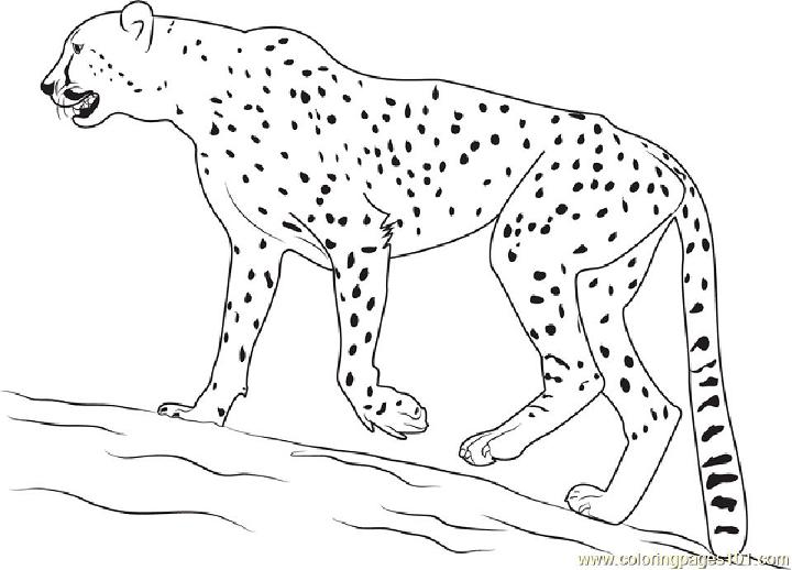 Easy Cheetah Coloring Pages