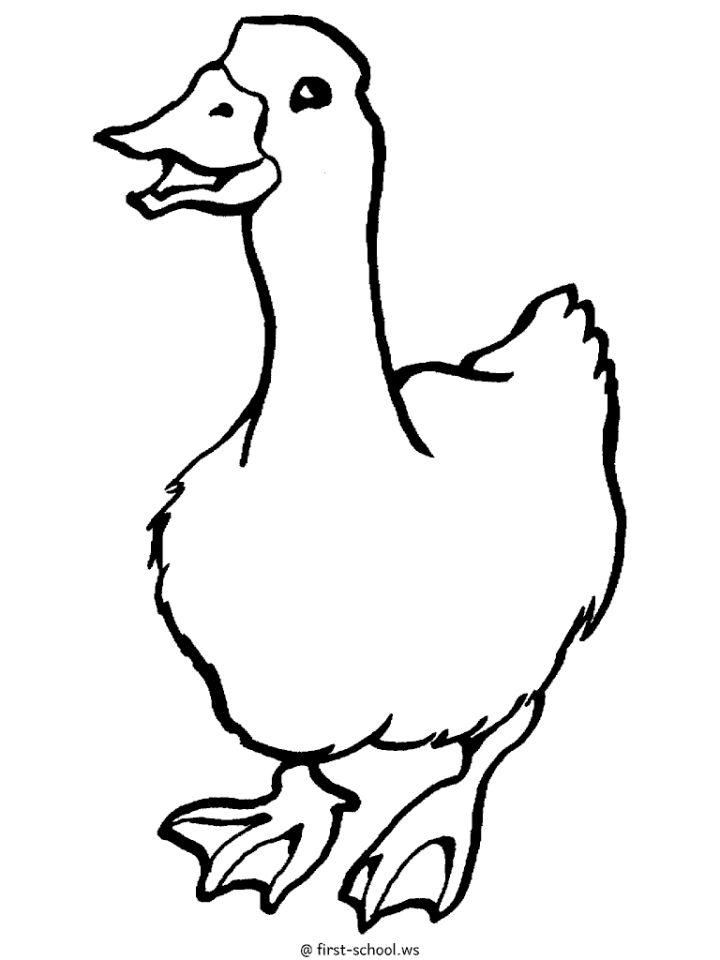Easy Duck Coloring Pages