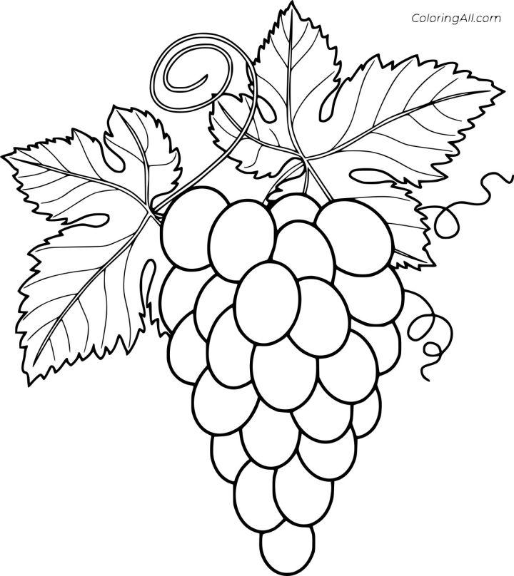 Easy Grapes Coloring Pages