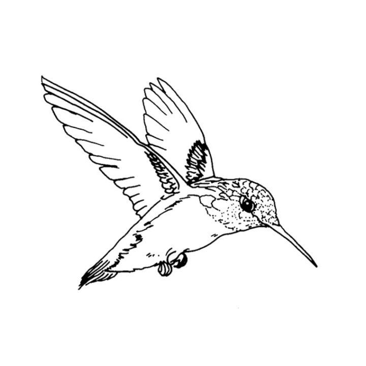 Easy Hummingbird Coloring Page