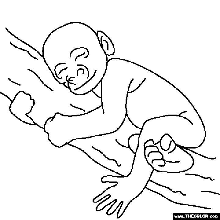 Easy Jungle Coloring Pages