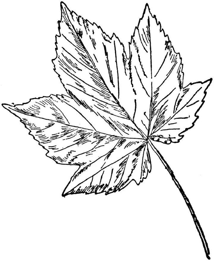 Easy Leaf Coloring Pages